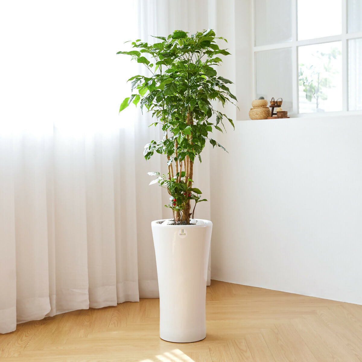 [OnKorea Gifts 한국 배송_승진/취임/개업 축하배송 서비스]녹보수(행복,행운,대박을 불러오는 나무)- 주문당일 한국 전지역 배송 서비스