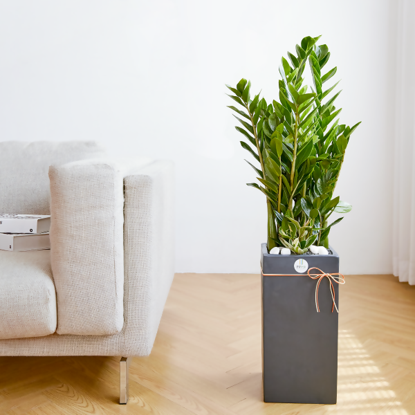 [OnKorea Gifts 한국 배송_승진/취임/개업 축하배송 서비스]금전수 (금전운과 행운을 가져다주는 금전수)- 주문당일 한국 전지역 배송 서비스