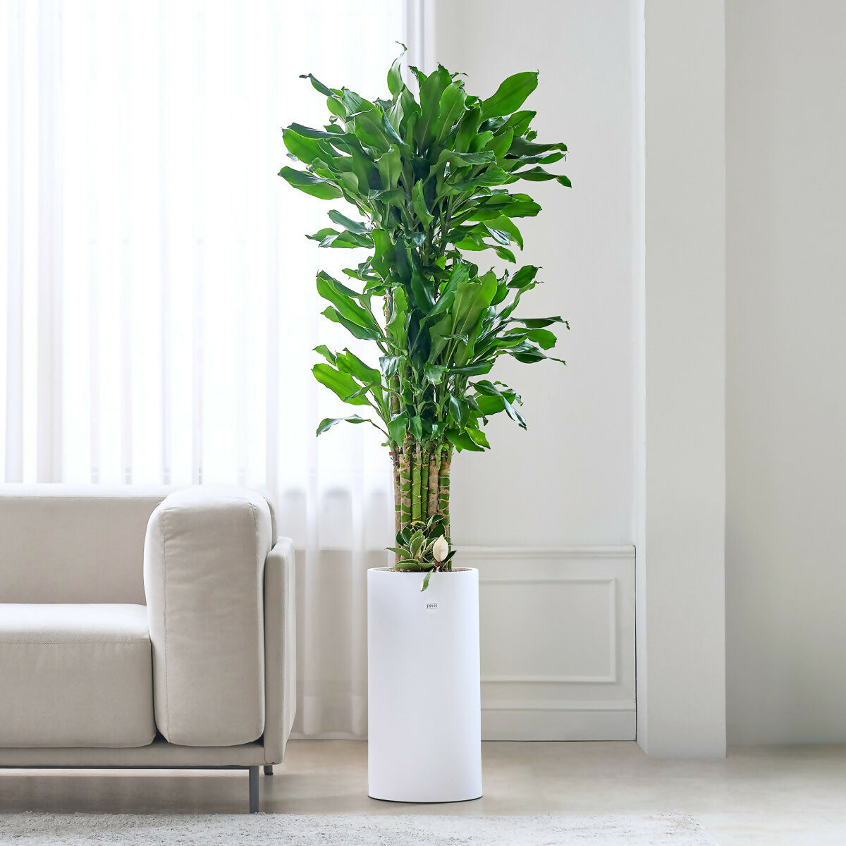 [OnKorea Gifts 한국 배송_승진/취임/개업 축하배송 서비스]황금죽(행운과 황금을 상징하는 황금죽)- 주문당일 한국 전지역 배송 서비스