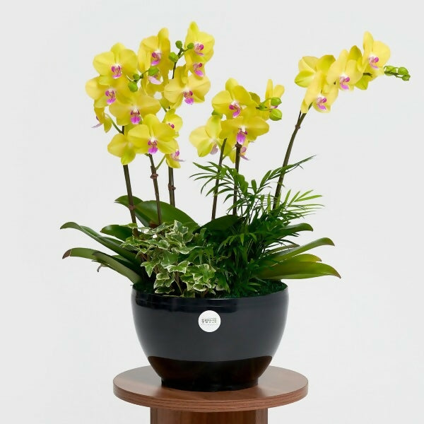 [OnKorea Gifts 한국 배송_승진/취임/개업 축하배송 서비스]노랑호접란- 주문당일 한국 전지역 배송 서비스