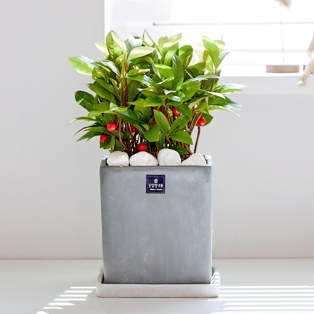 [OnKorea Gifts 한국 배송_승진/취임/개업 축하배송 서비스]천냥금(백량금)- 주문당일 한국 전지역 배송 서비스