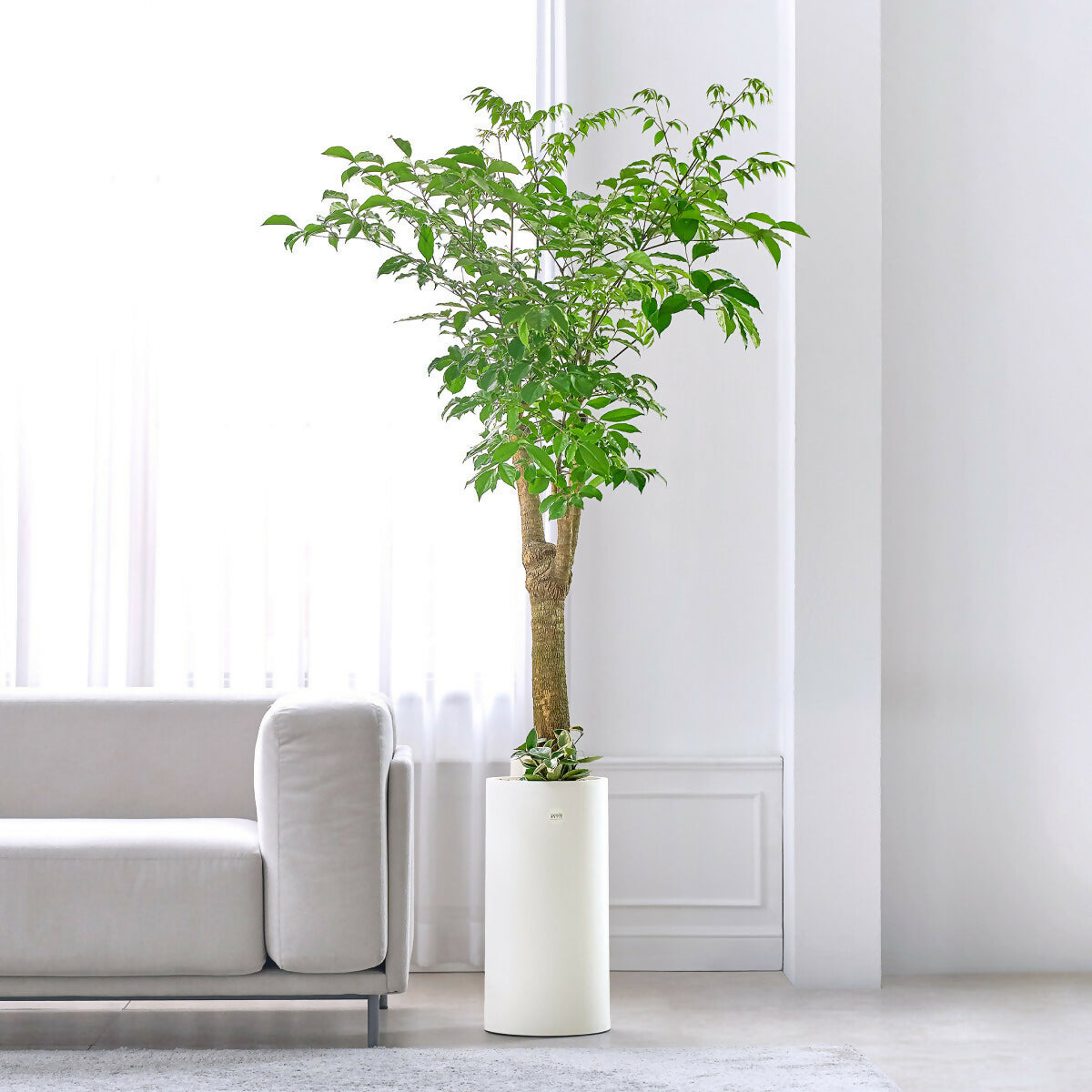 [OnKorea Gifts 한국 배송_승진/취임/개업 축하배송 서비스]해피트리 (행복을 가져다주는 해피트리)- 주문당일 한국 전지역 배송 서비스