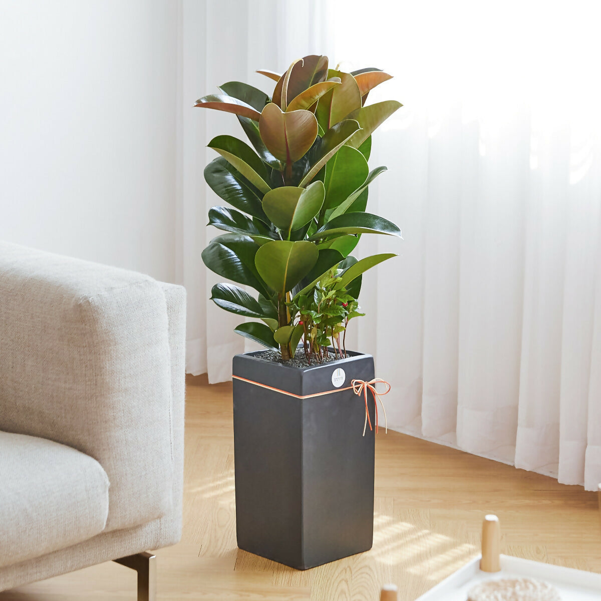 [OnKorea Gifts 한국 배송_승진/취임/개업 축하배송 서비스]고무나무(영원한 행복)- 주문당일 한국 전지역 배송 서비스