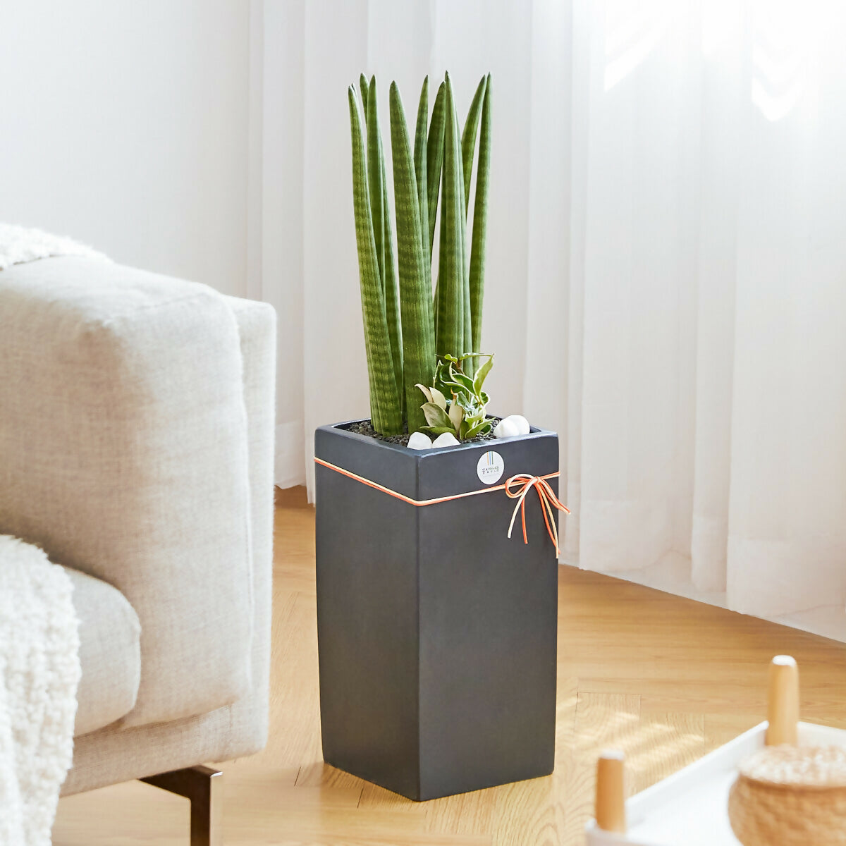 [OnKorea Gifts 한국 배송_승진/취임/개업 축하배송 서비스]스투키(나사가 인정한 공기정화식물)- 주문당일 한국 전지역 배송 서비스