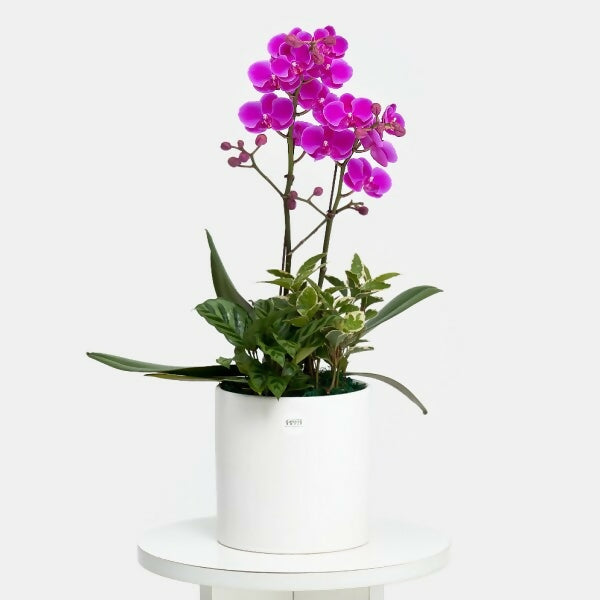 [OnKorea Gifts 한국 배송_승진/취임/개업 축하배송 서비스]만천홍 (행운이 찾아온다는 만천홍)- 주문당일 한국 전지역 배송 서비스