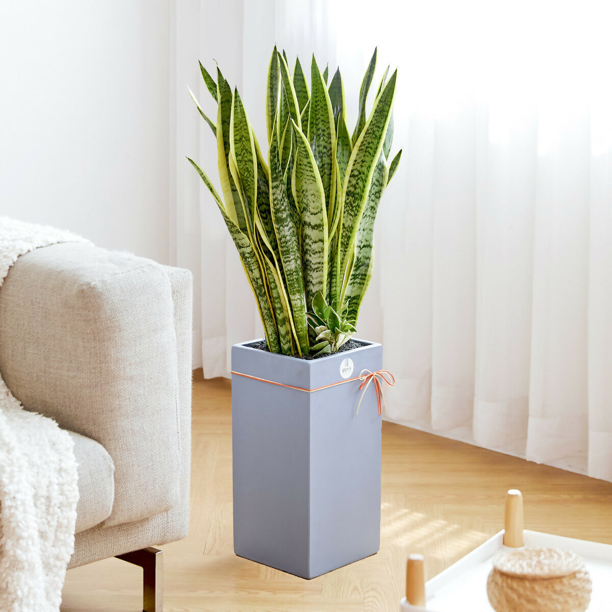 [OnKorea Gifts 한국 배송_승진/취임/개업 축하배송 서비스]산세베리아(공기정화식물)- 주문당일 한국 전지역 배송 서비스