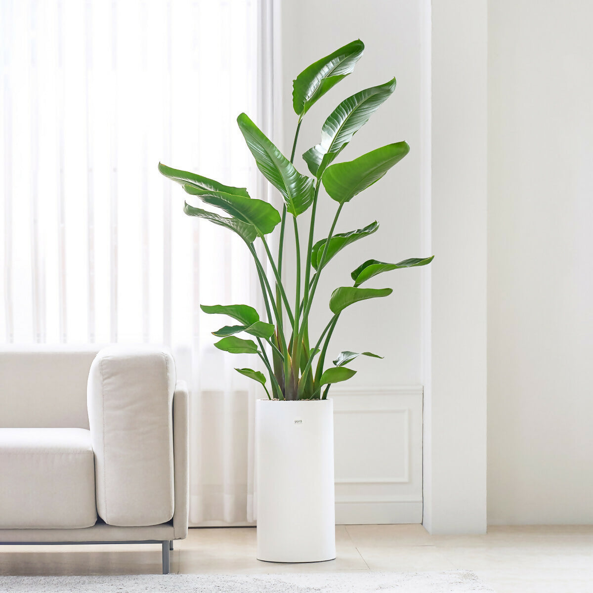 [OnKorea Gifts 한국 배송_승진/취임/개업 축하배송 서비스]극락조- 주문당일 한국 전지역 배송 서비스