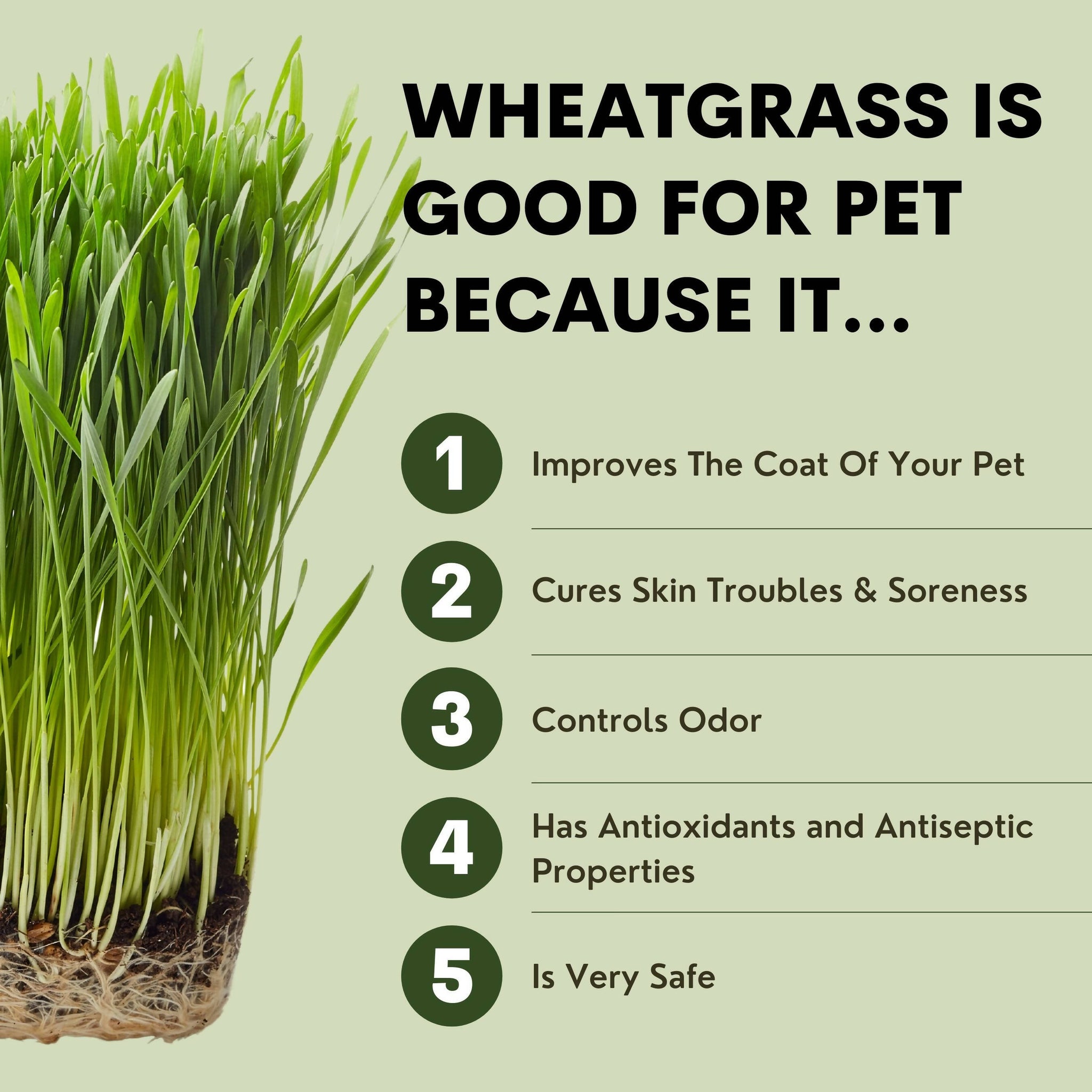 [TRULYPET] [1+1] 밀싹 올게닉 애견 발바닥 재생 밤(유통기한 2024년 5월20일) Organic Wheatgrass Dog Cat Paw Pads Balm for Cracked, Irritated Paw, Palm, Nose